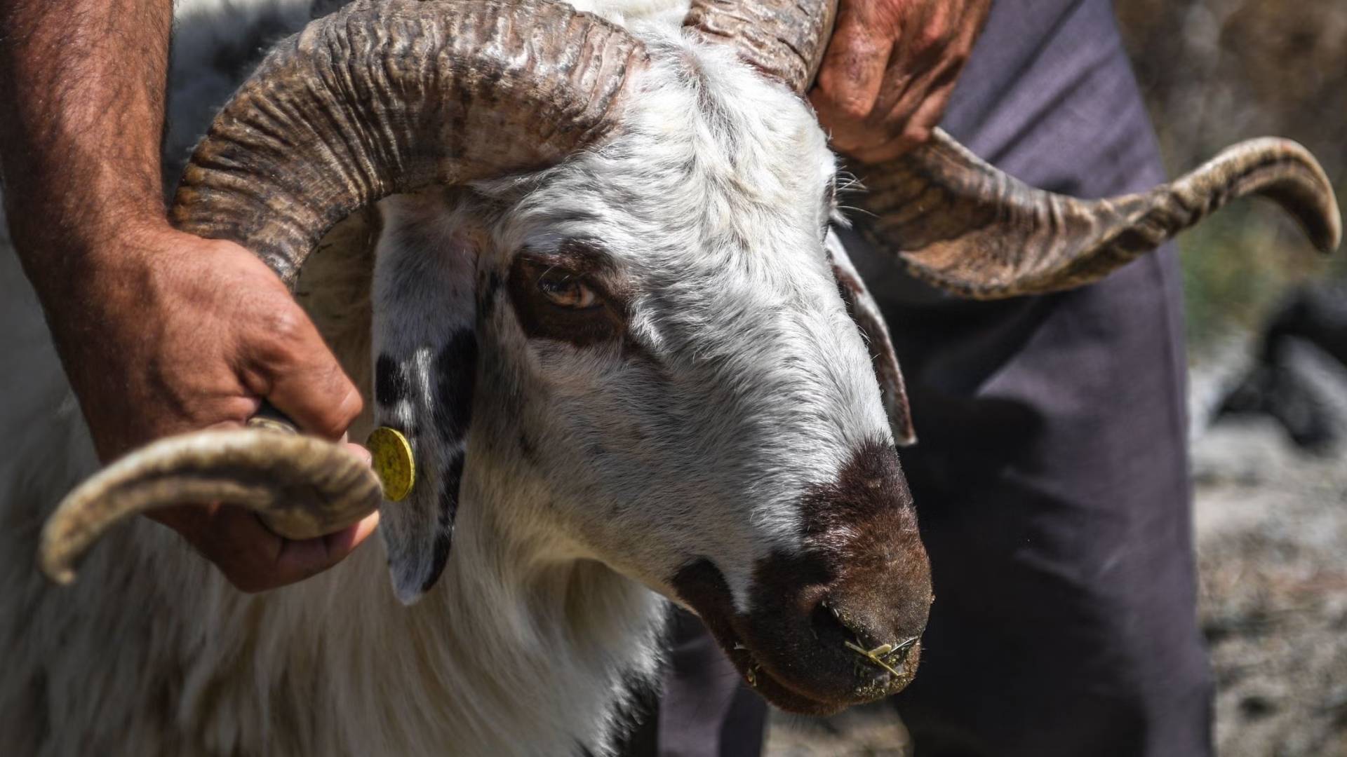 أضحية العيد