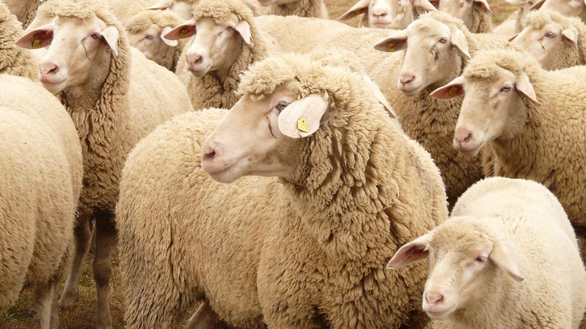 مجموعة خراف