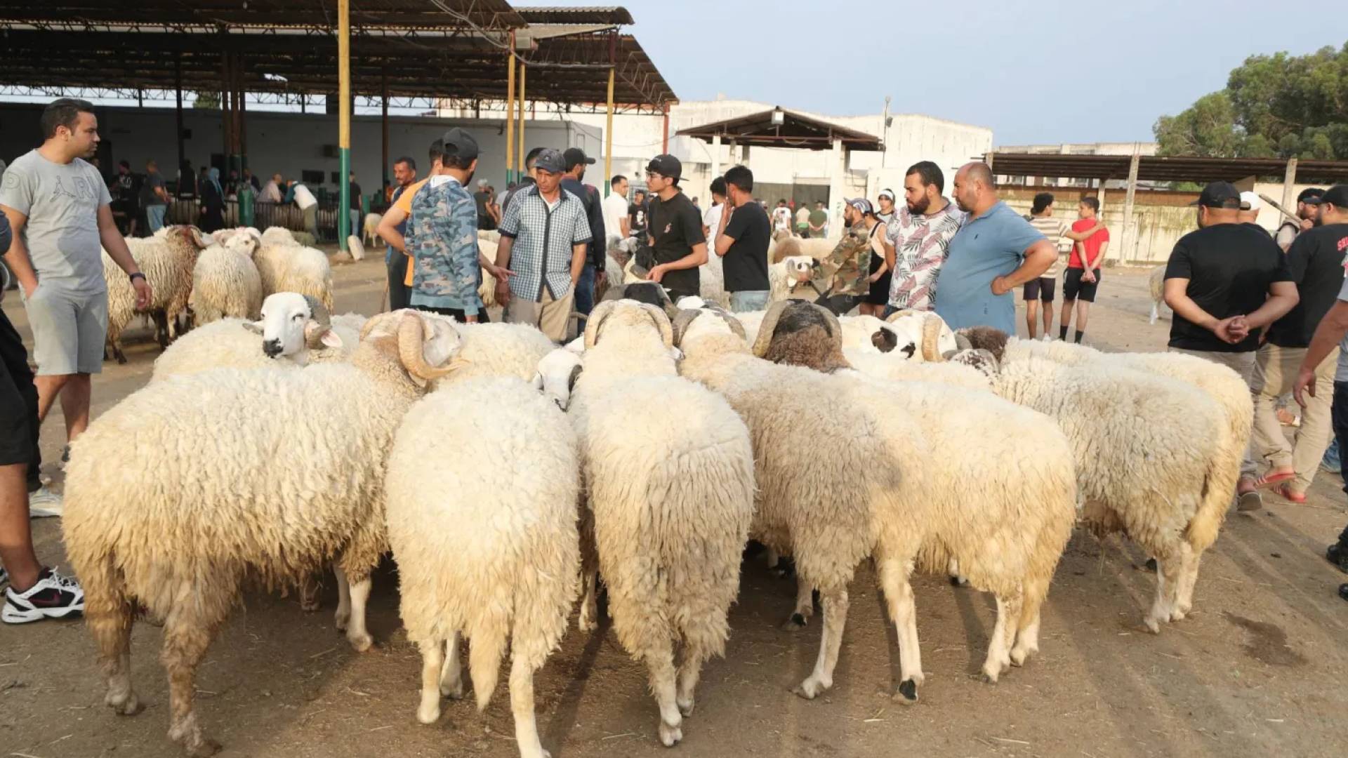 شراء أضاحي العيد