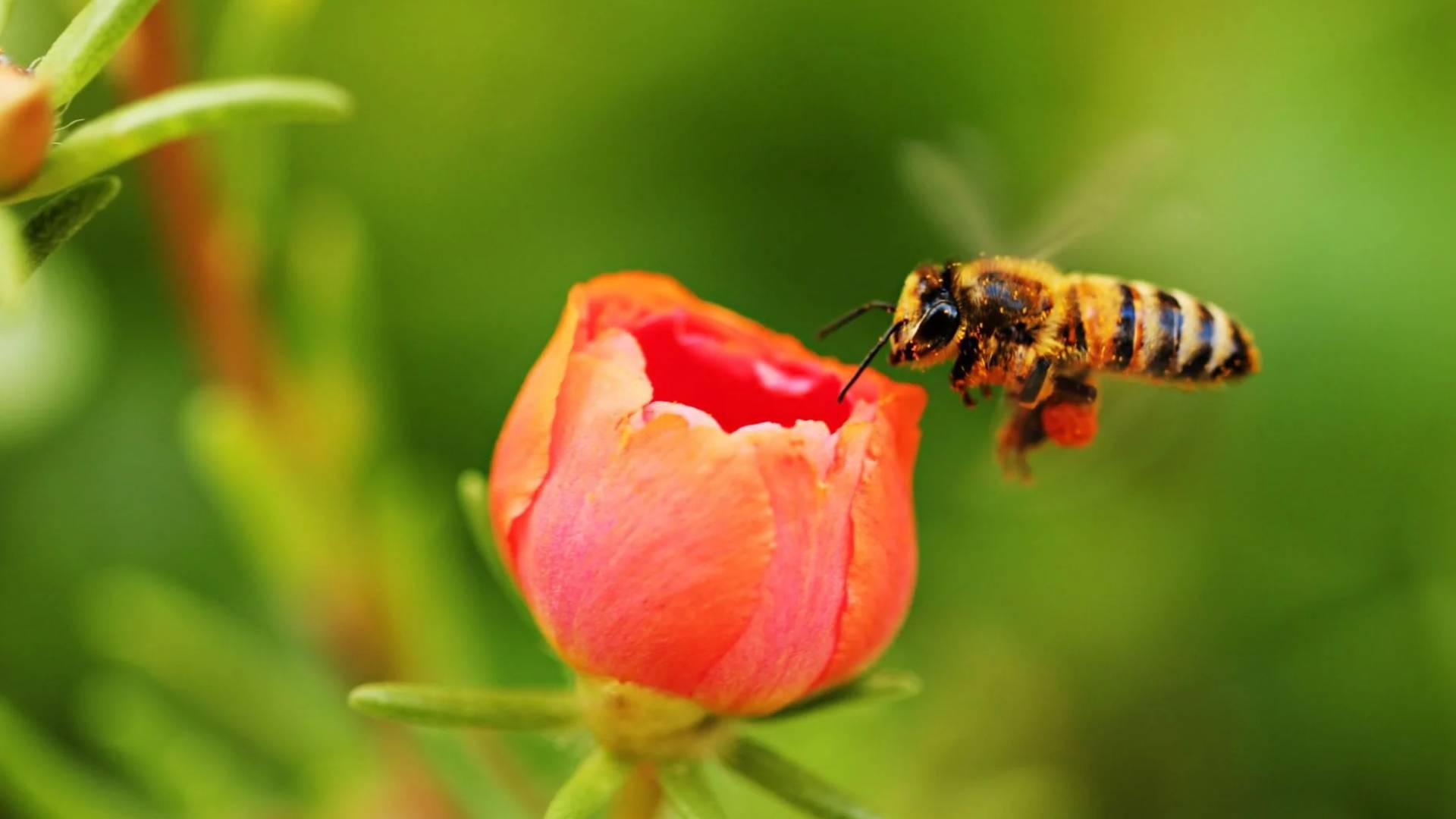 نحلة - تعبيرية