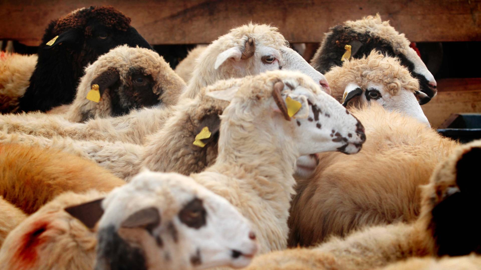 أضاحي العيد - تعبيرية