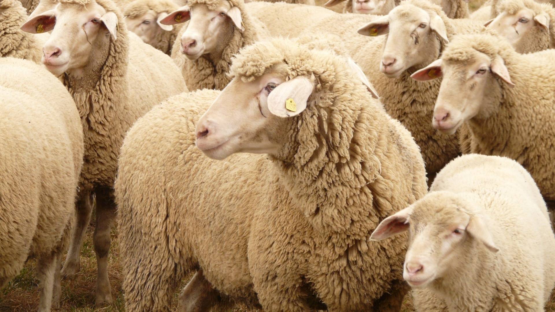 خراف في حضيرة أغنام "أرشيفية"