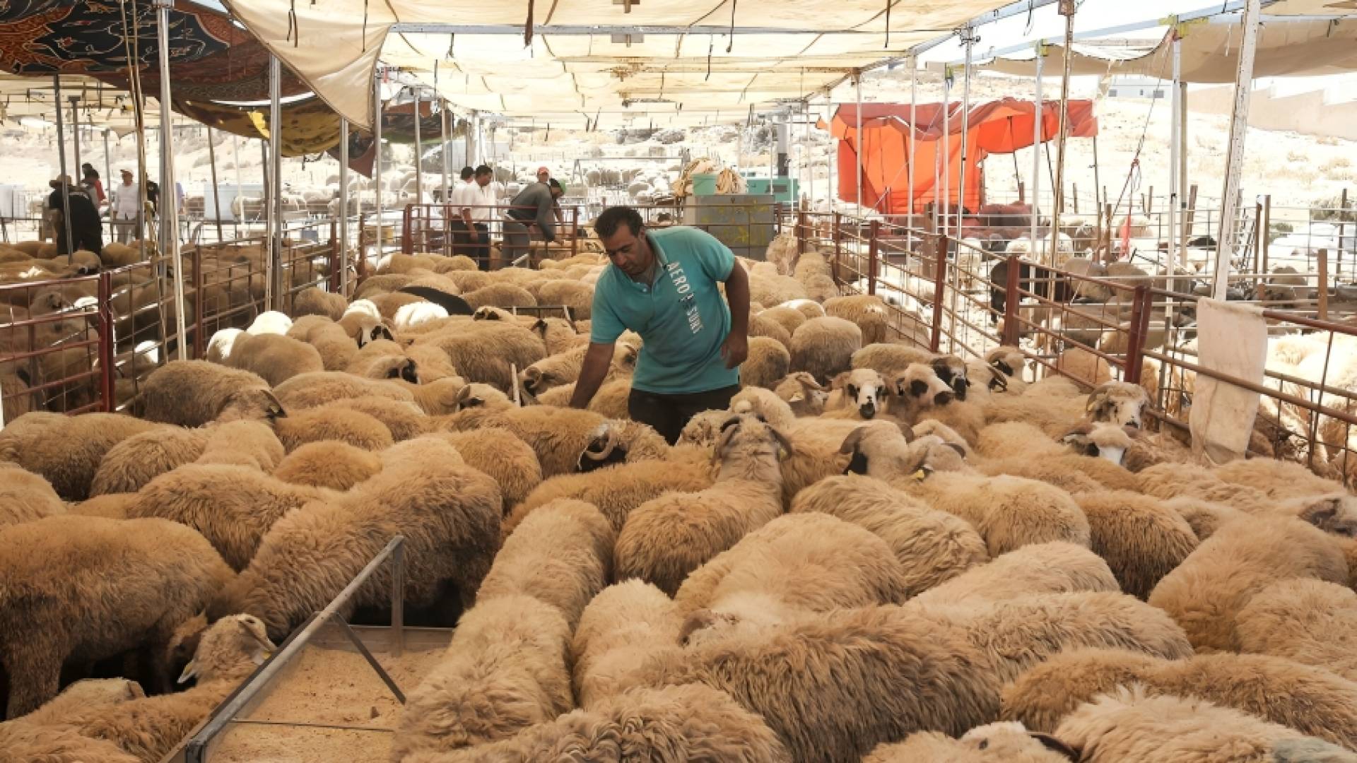 بيع الاضاحي