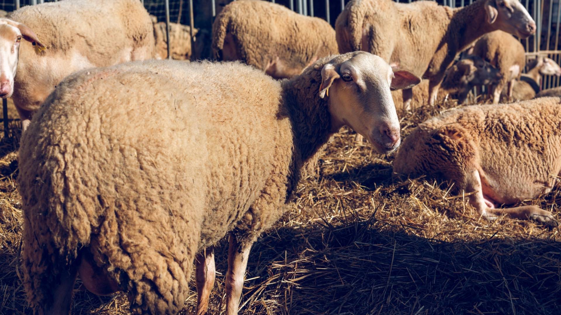 حظائر أغنام