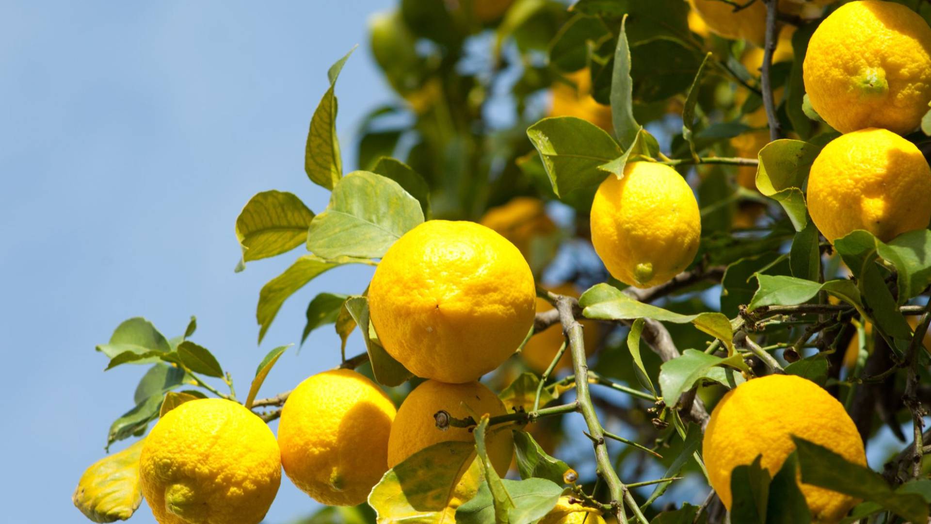 دينار ونصف سعر كيلو الليمون في سوق الجملة الأربعاء