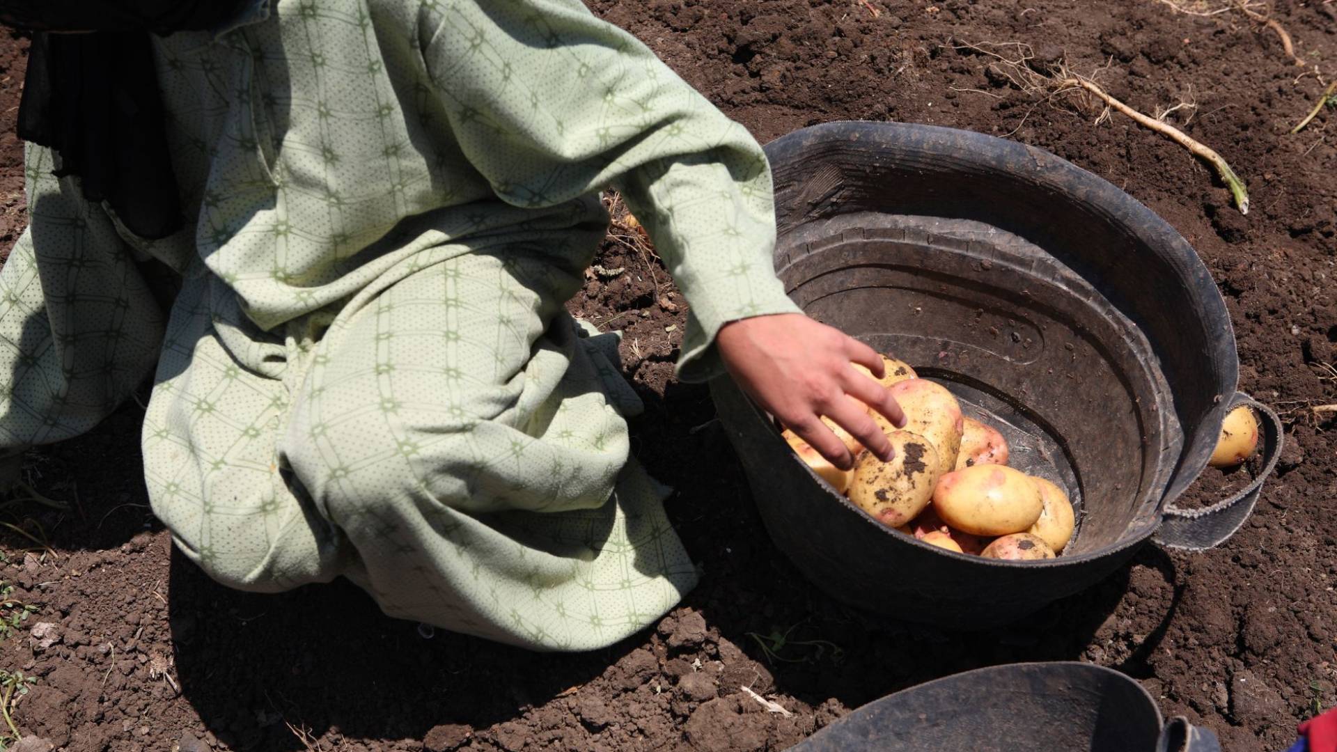 عمالة الأطفال في قطاع الزراعة