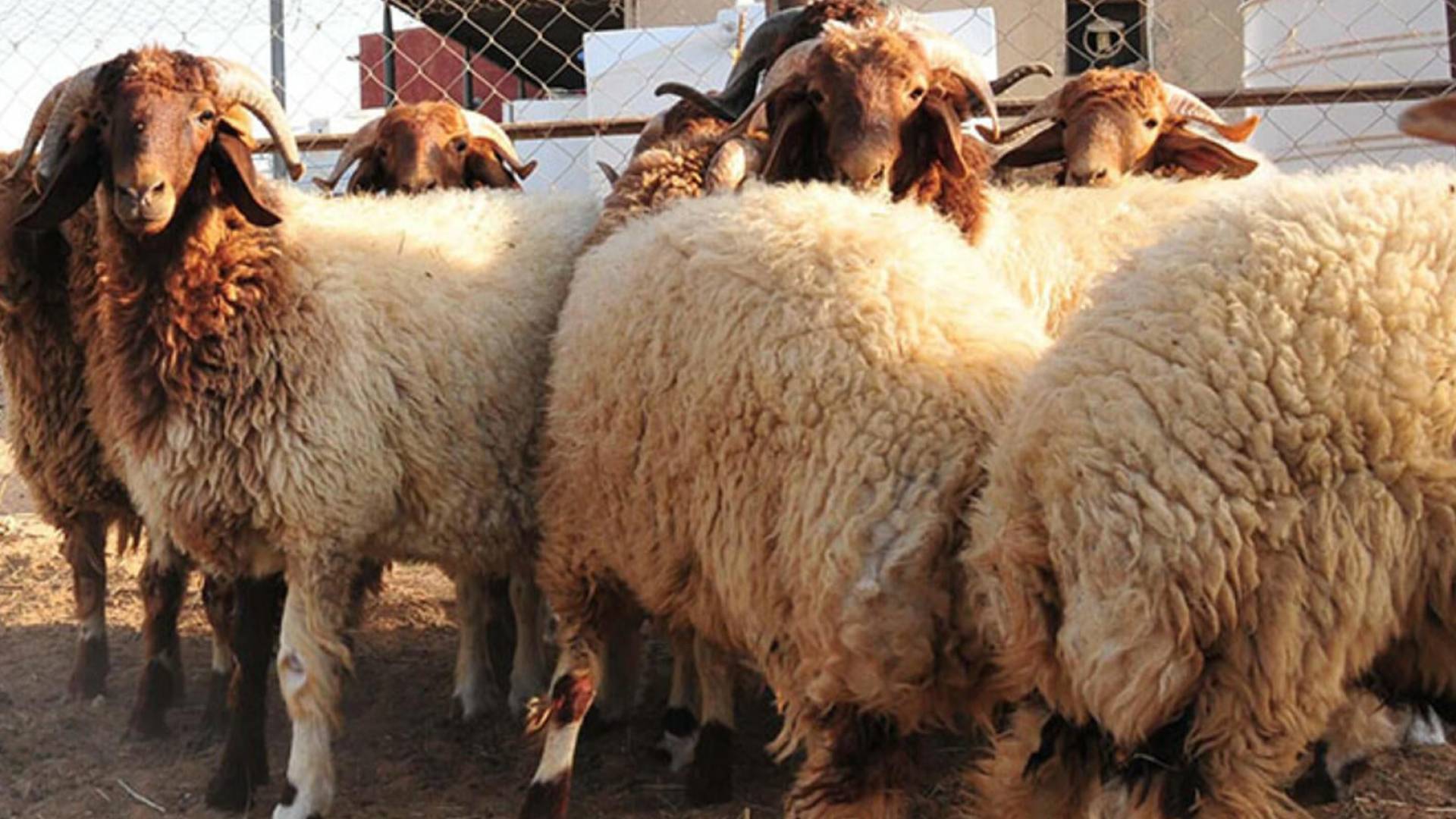 "الخيرية الهاشمية": توزيع 616 أضحية على أسر أردنية عفيفة ولاجئين فلسطينيين في الأردن