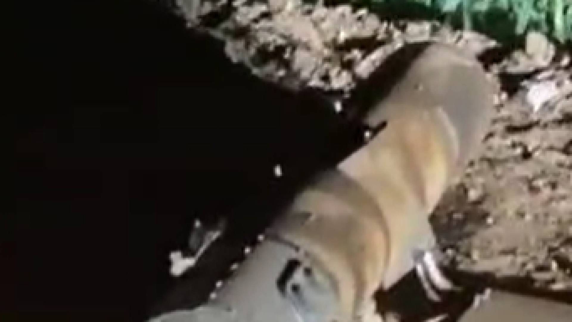 الشظايا التي سقطت في الرمثا