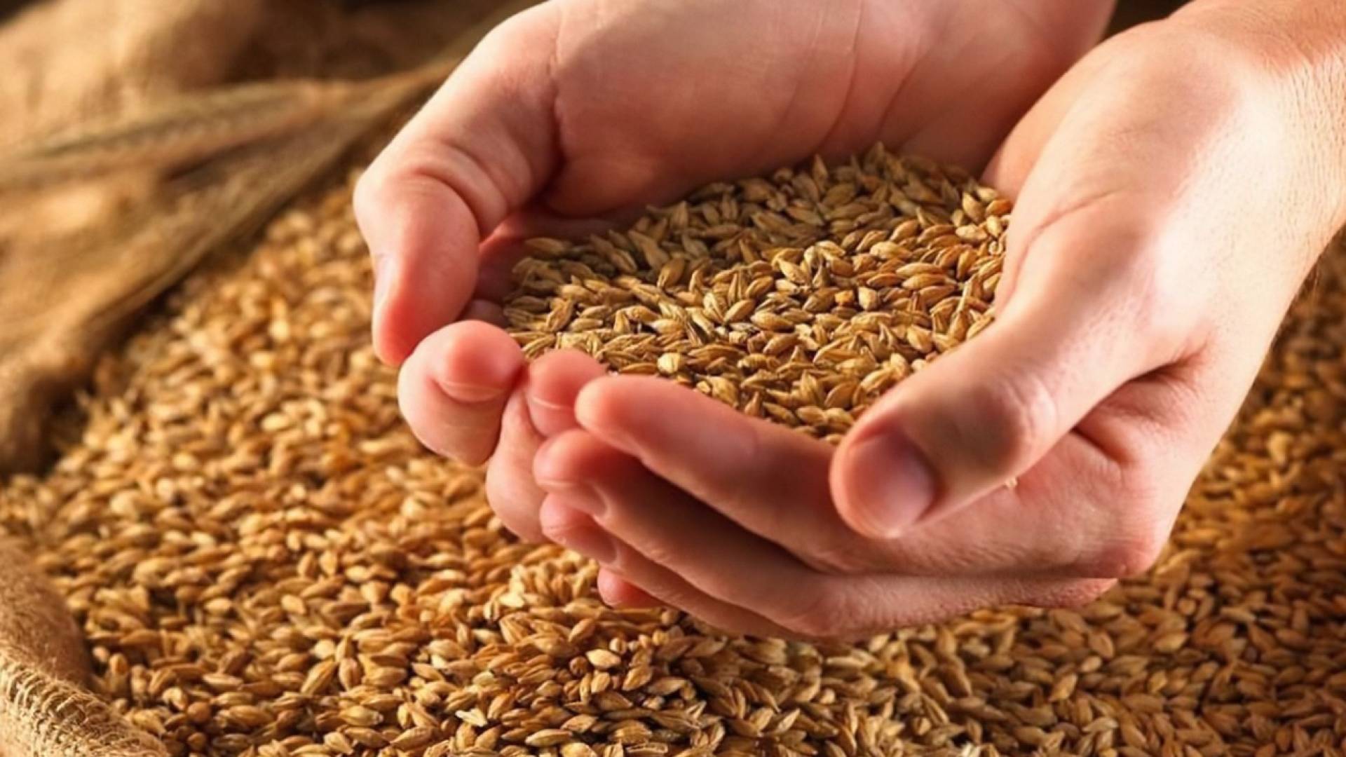 مخزون من القمح والشعير