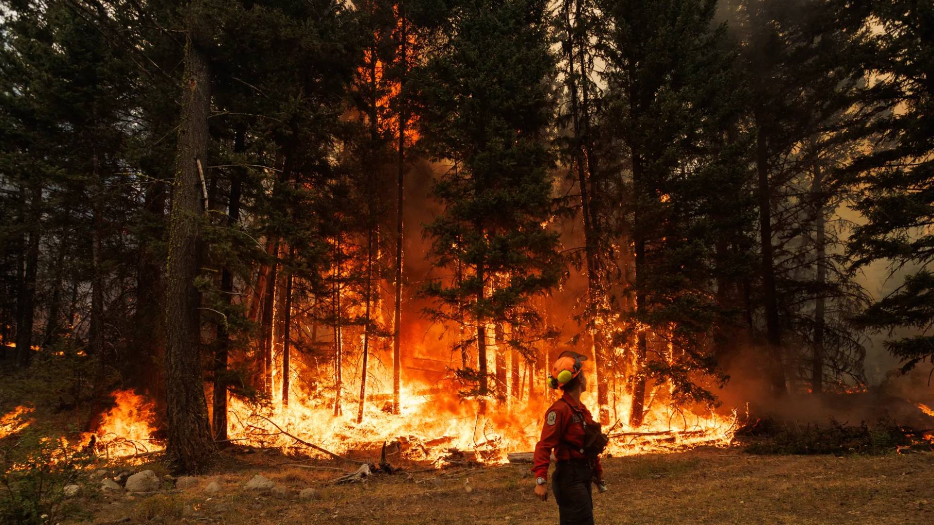 حرائق غابات - تعبيرية