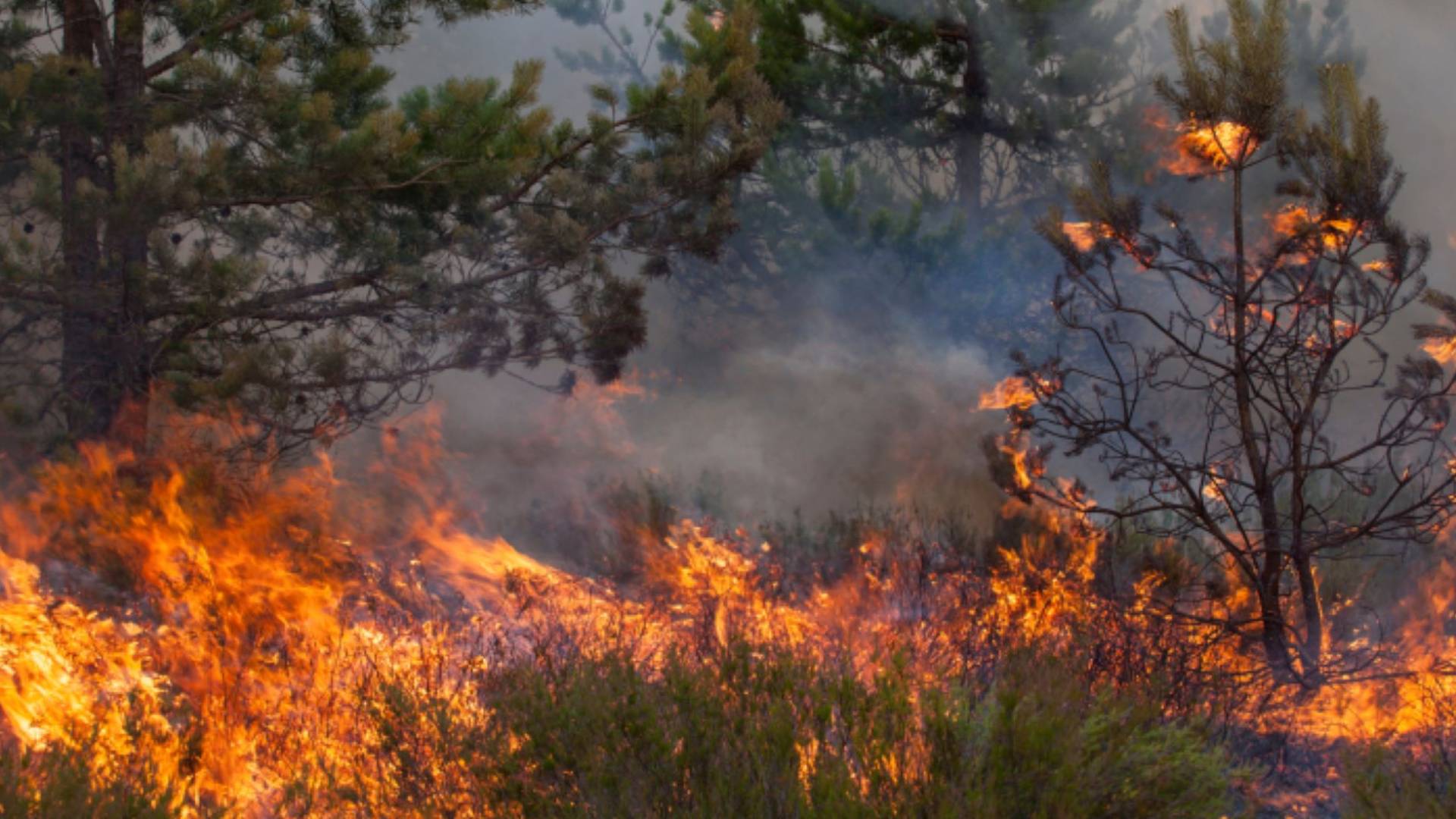 حرائق غابات