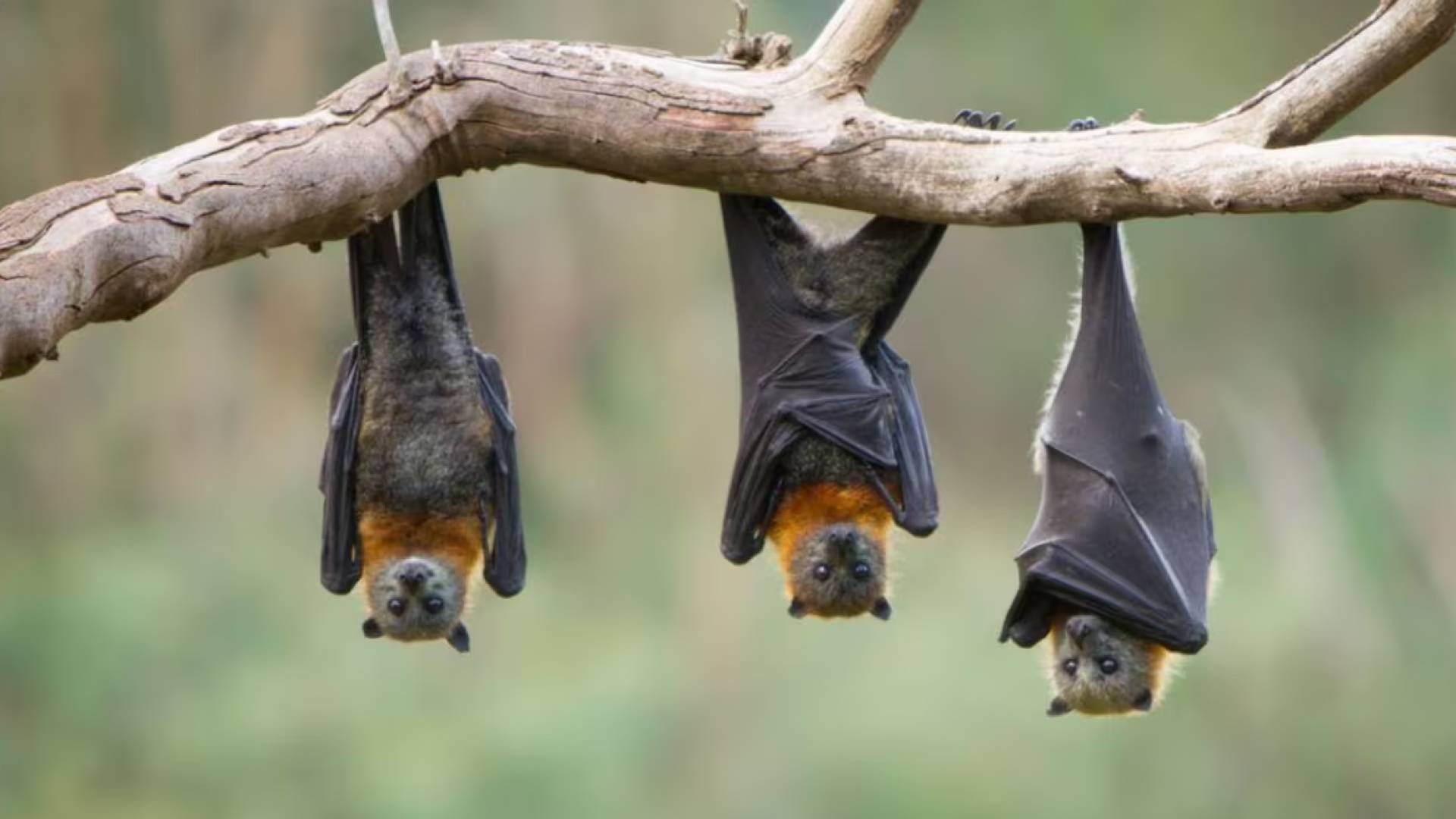 وفاة رجل أسترالي بعد إصابته بفيروس نادر وغير قابل للعلاج نقله له خفاش