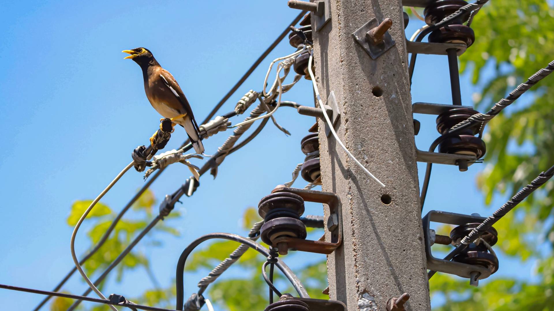 طائر الحمام "تعبيريه"