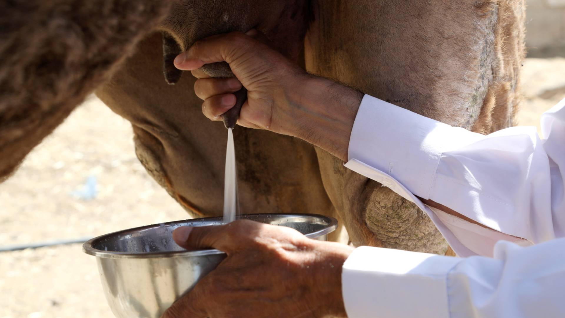 دراسة علمية تكشف عن فوائد حليب الإبل في علاج الربو التحسسي