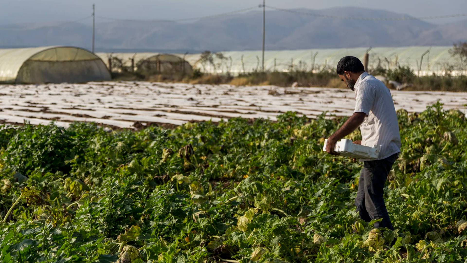 المنتجين الزراعيين