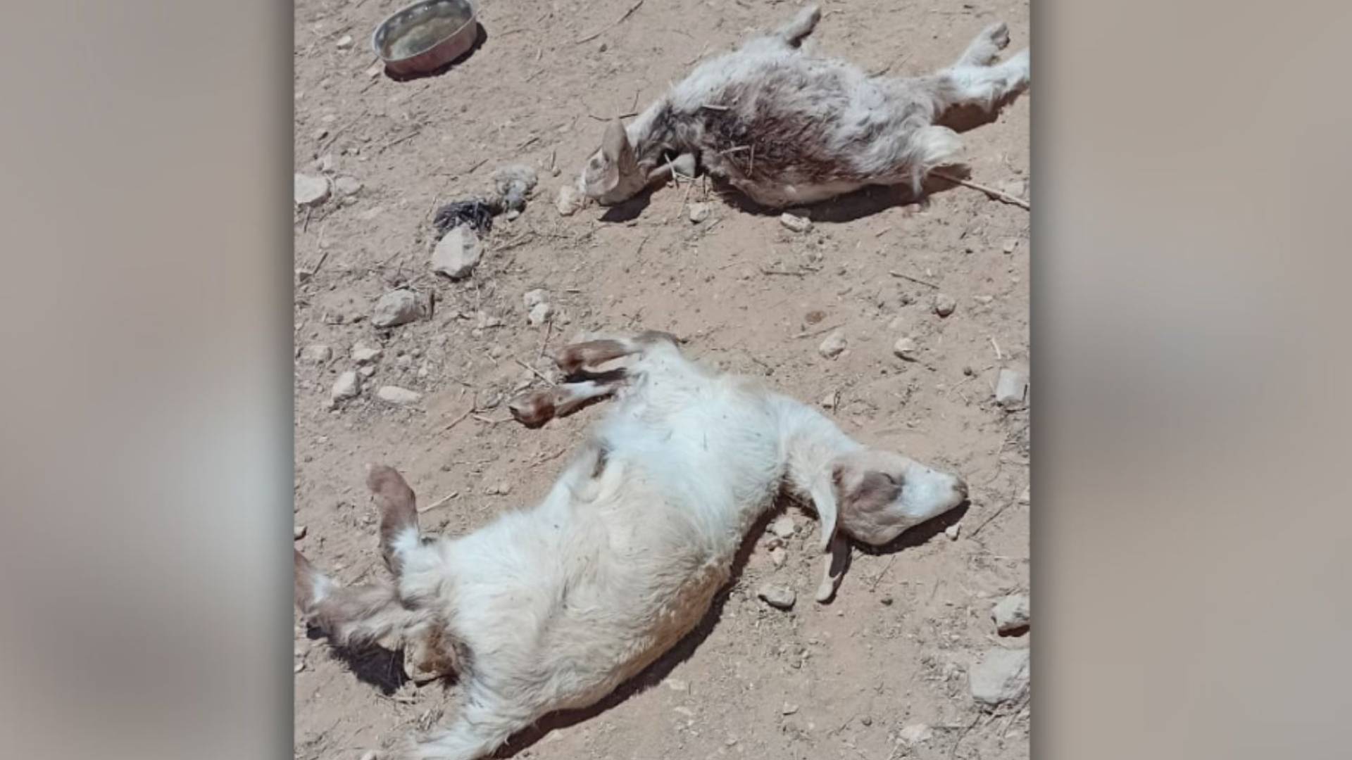 كلاب تهاجم أغنام