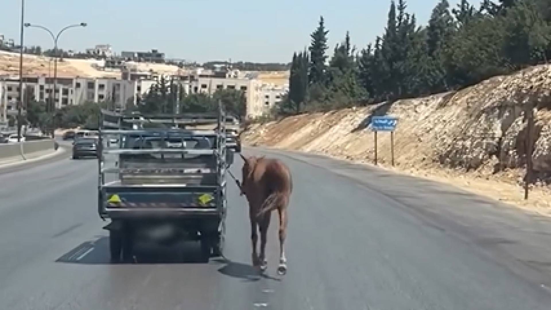 استياء واسع بعد توثيق مشاهد لقيام شخص بجر حصان بمركبته على طريق المطار في عمّان