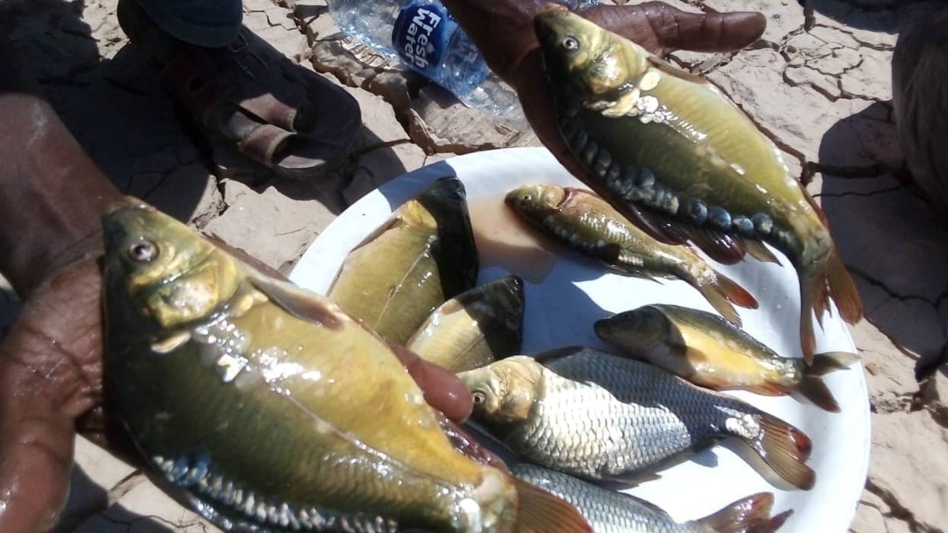 مشروع تربية أسماك الكارب في الشوبك