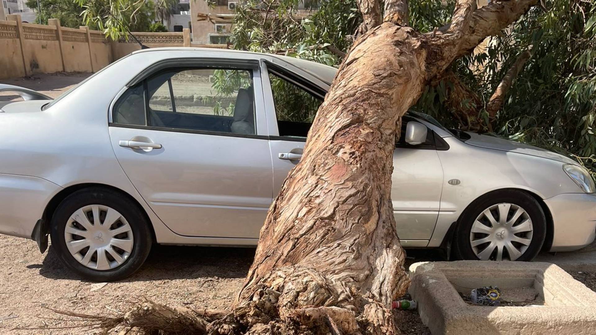 سقوط شجرة في العقبة يتسبب بأضرار جسيمة لمركبة دون إصابات بشرية