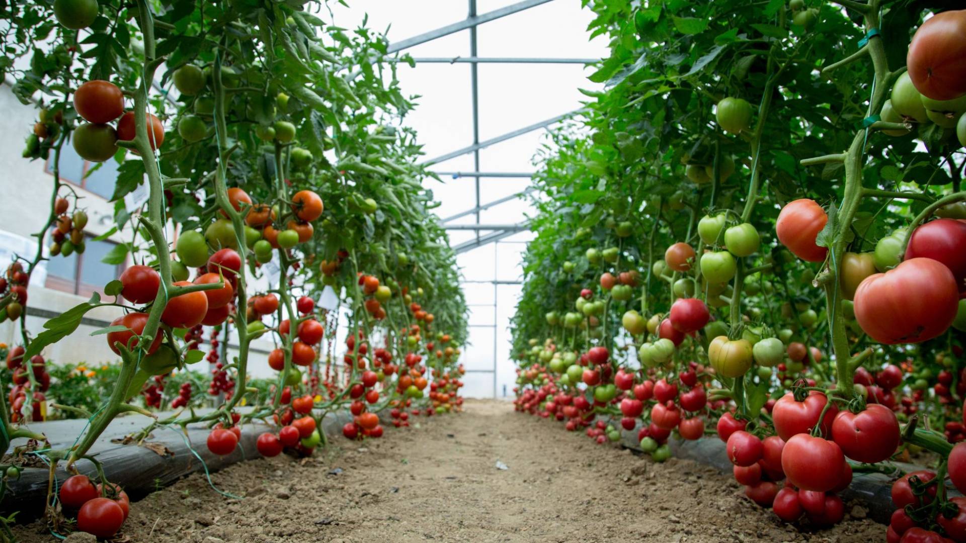 تراجع غير مسبوق بأسعار الخضراوات.. مزارعون يقتلعون آلاف البيوت البلاستيكية تجنبا للخسائر