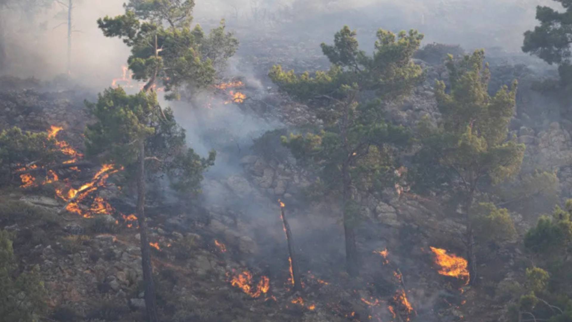 حرائق غابات جرش