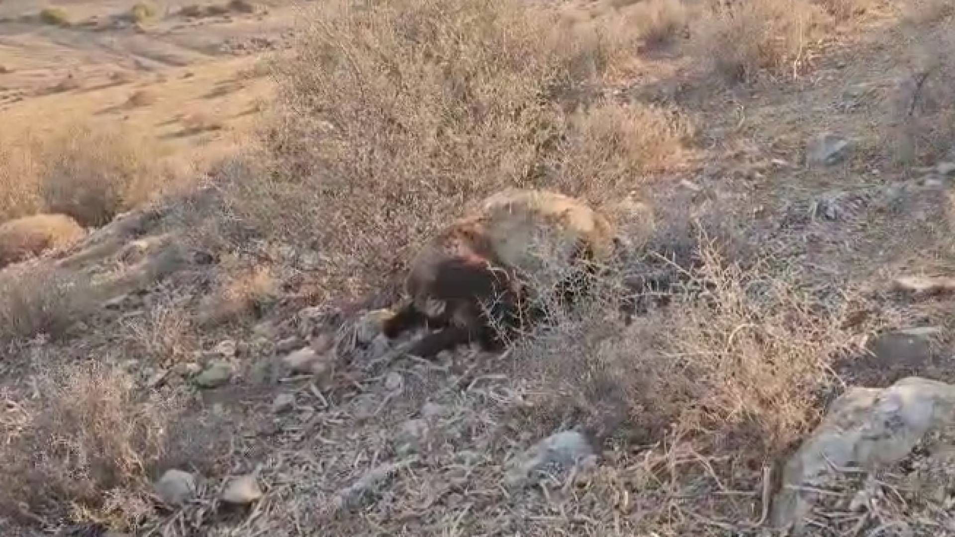 مجزرة في الأغوار الشمالية.. مستوطنون يقتلون 117 رأسا من الأغنام في "الشك"(فيديو)