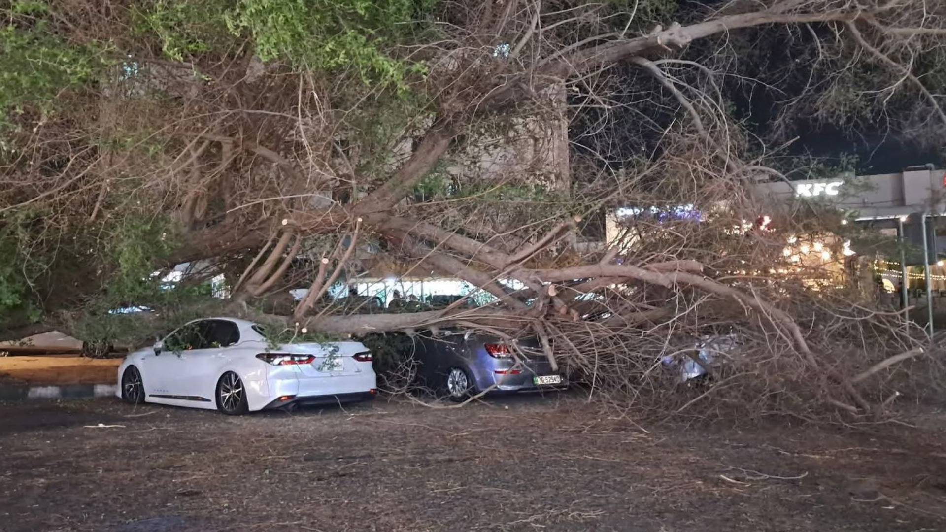 سقوط شجرة معمرة على مركبتين في العقبة