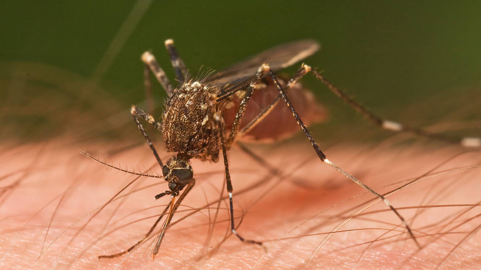 قرصات البعوض