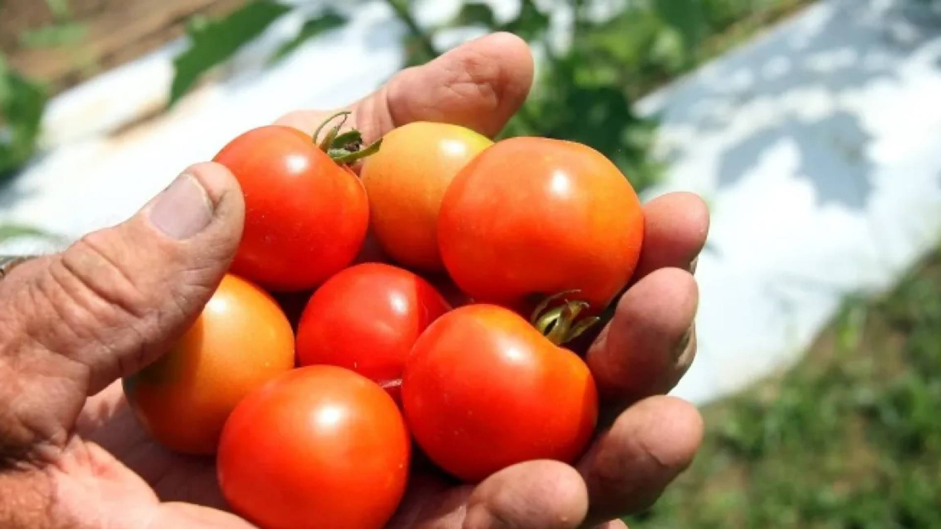 "الزراعة": دعم تصنيع البندورة وتحديد قيمة الصرف خلال أيام لتقليل خسائر المزارعين