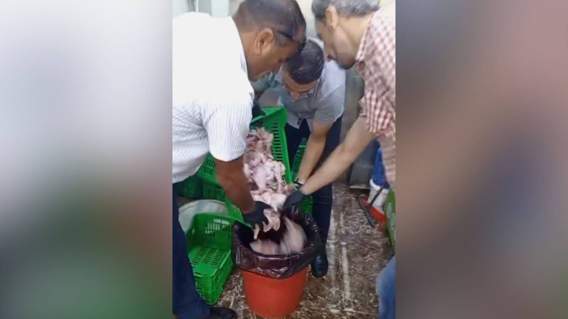 ضبط دجاج فاسد