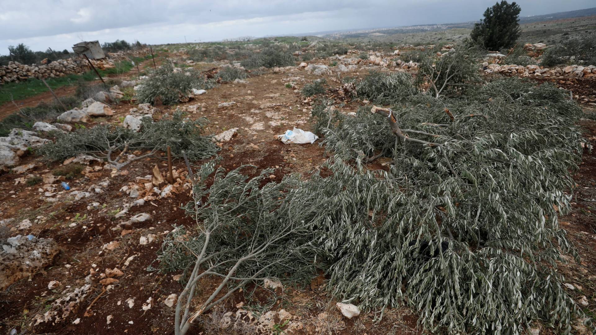 تجريف واقتلاع أشجار في قرية المغير شرقي رام الله