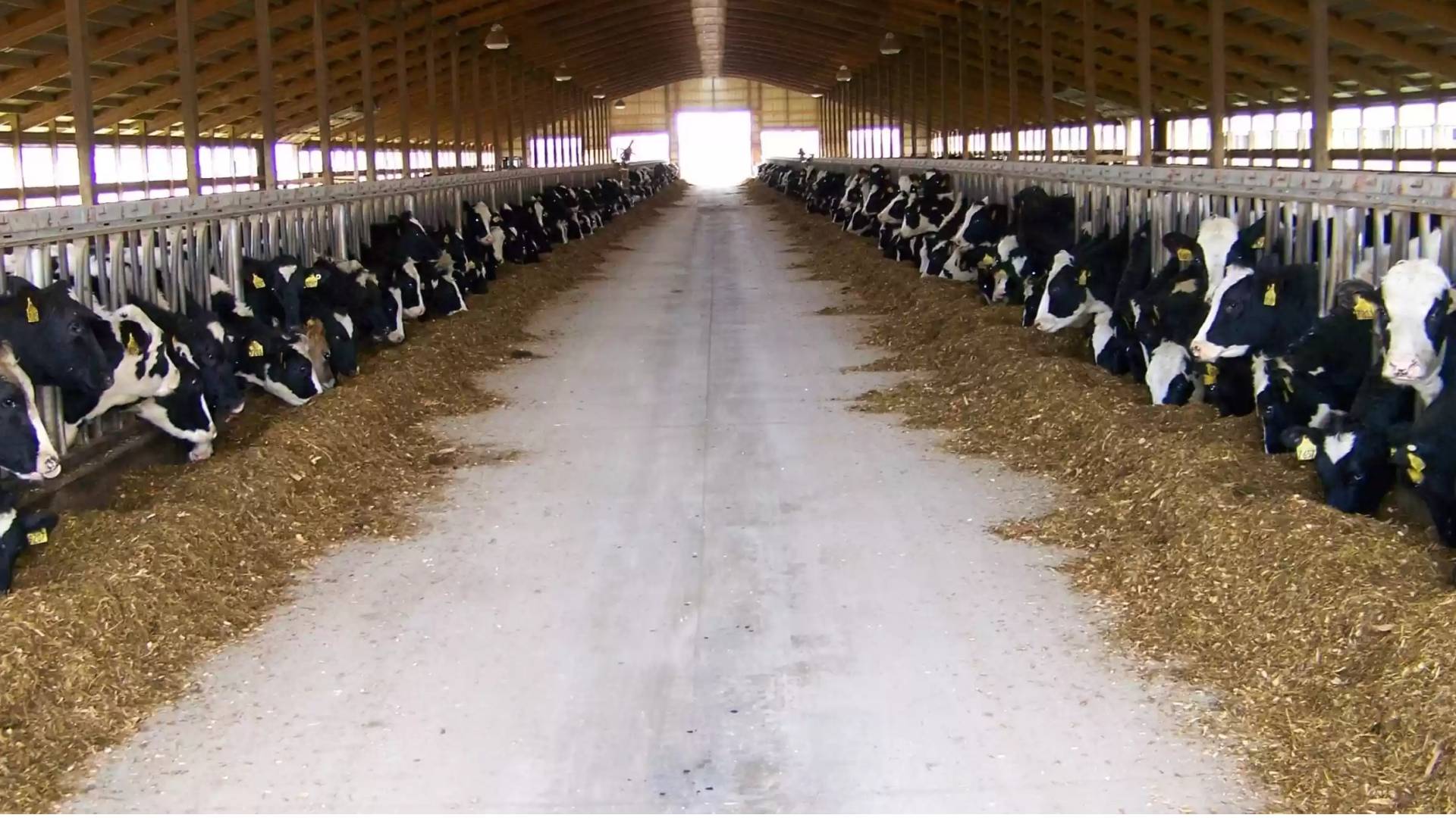 مربي الأبقار