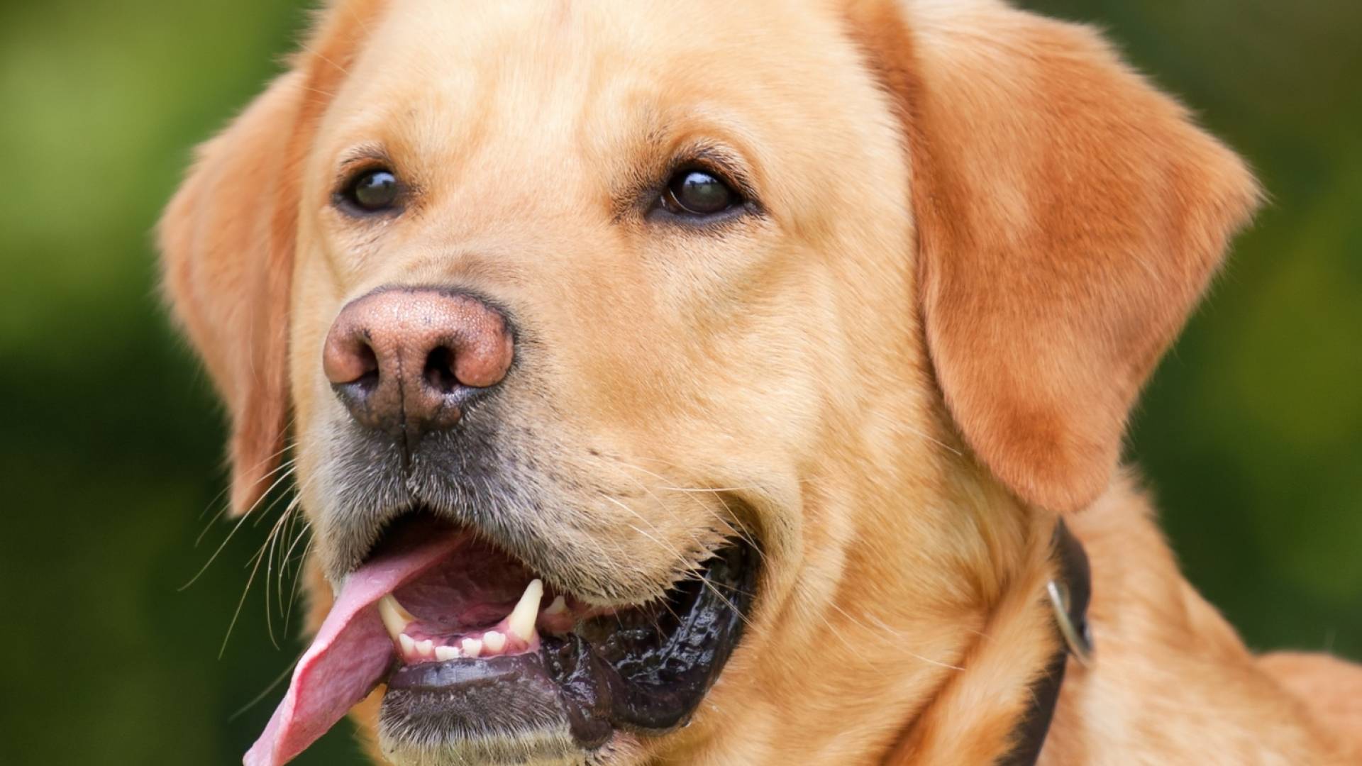 صورة تعبيرية لكلب