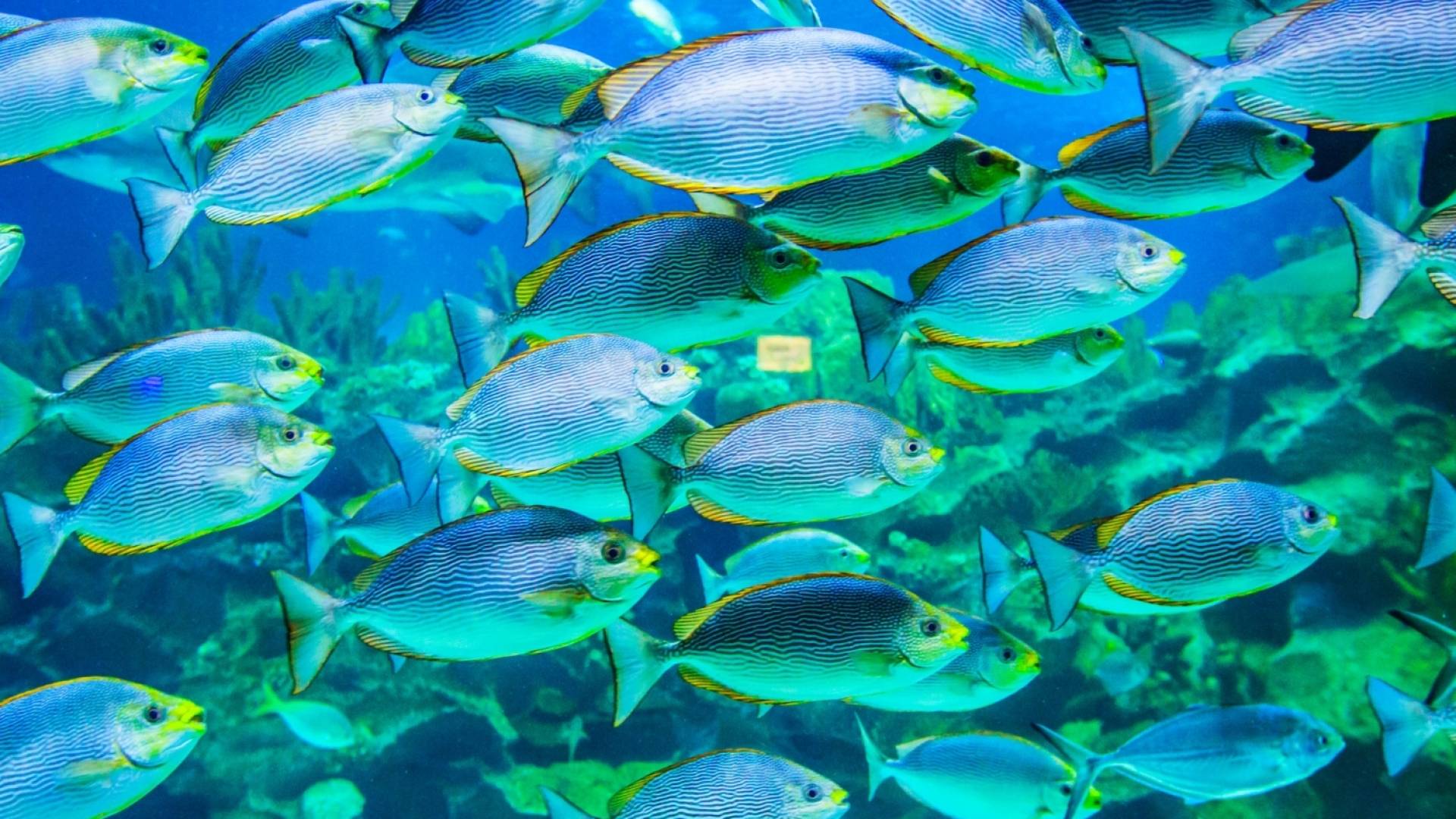 صورة تعبيرية للسمك