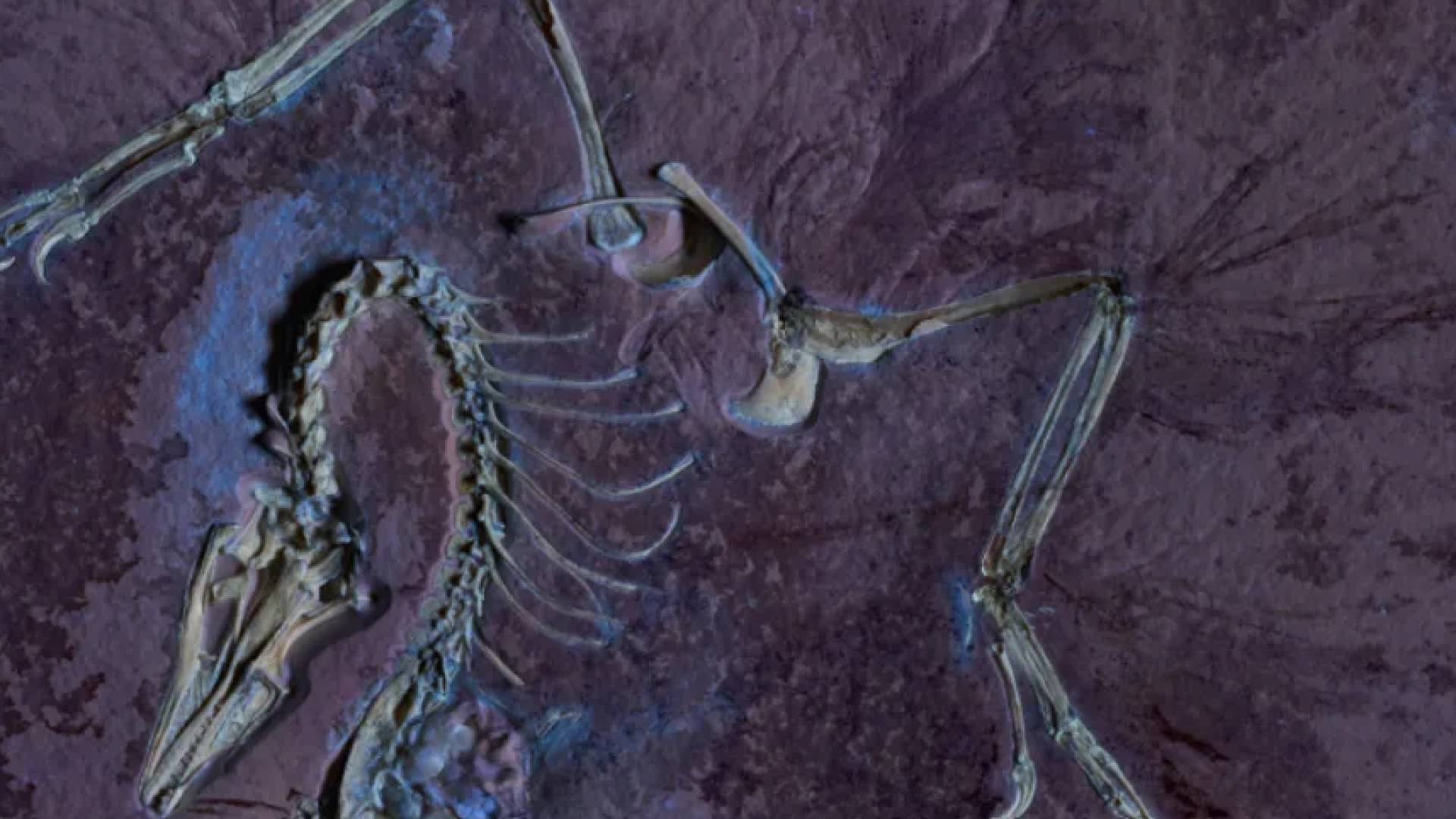 دراسة تكشف "النهاية المأساوية" لديناصورين رضيعين في ألمانيا