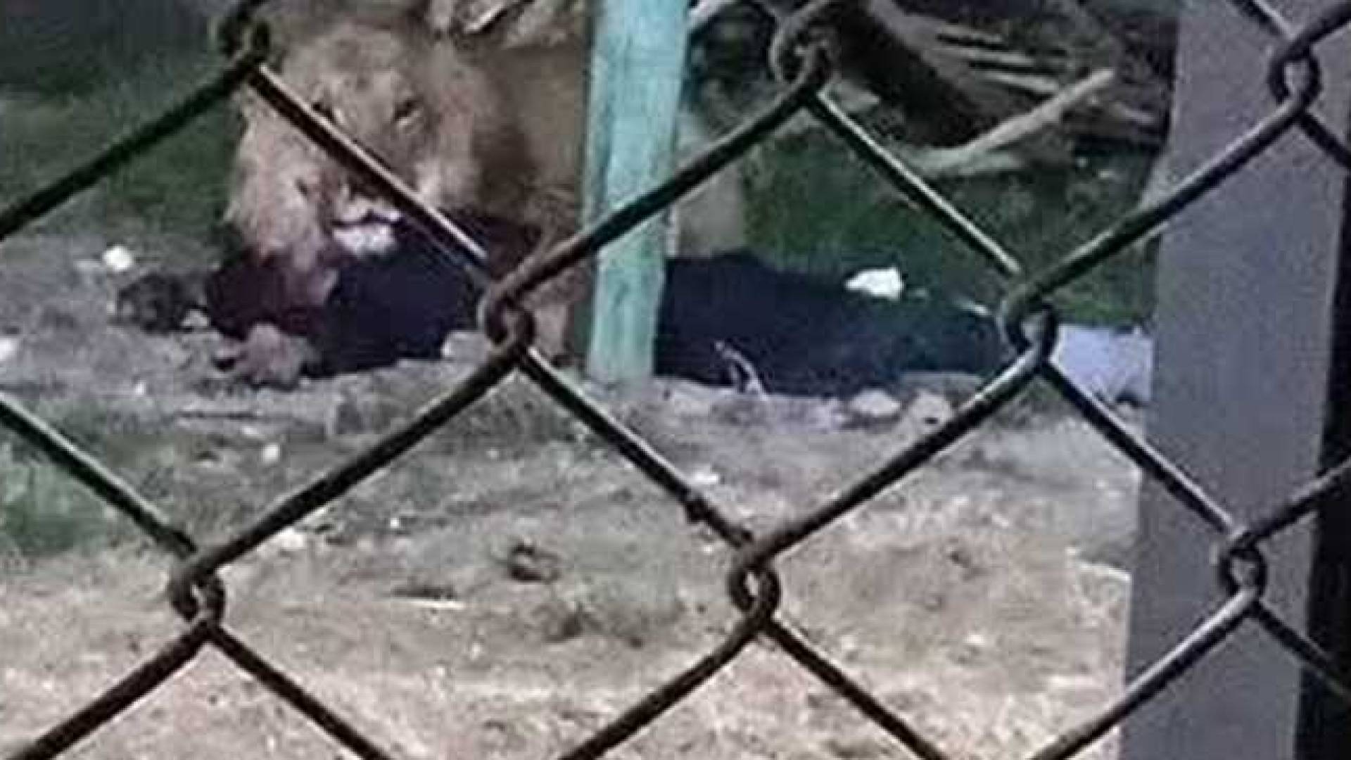 حديقة حيوان