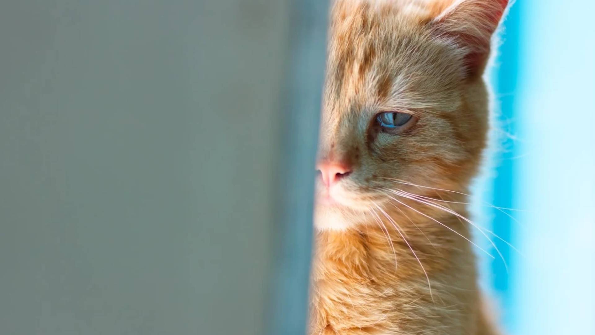 ارشيفية.. قطة