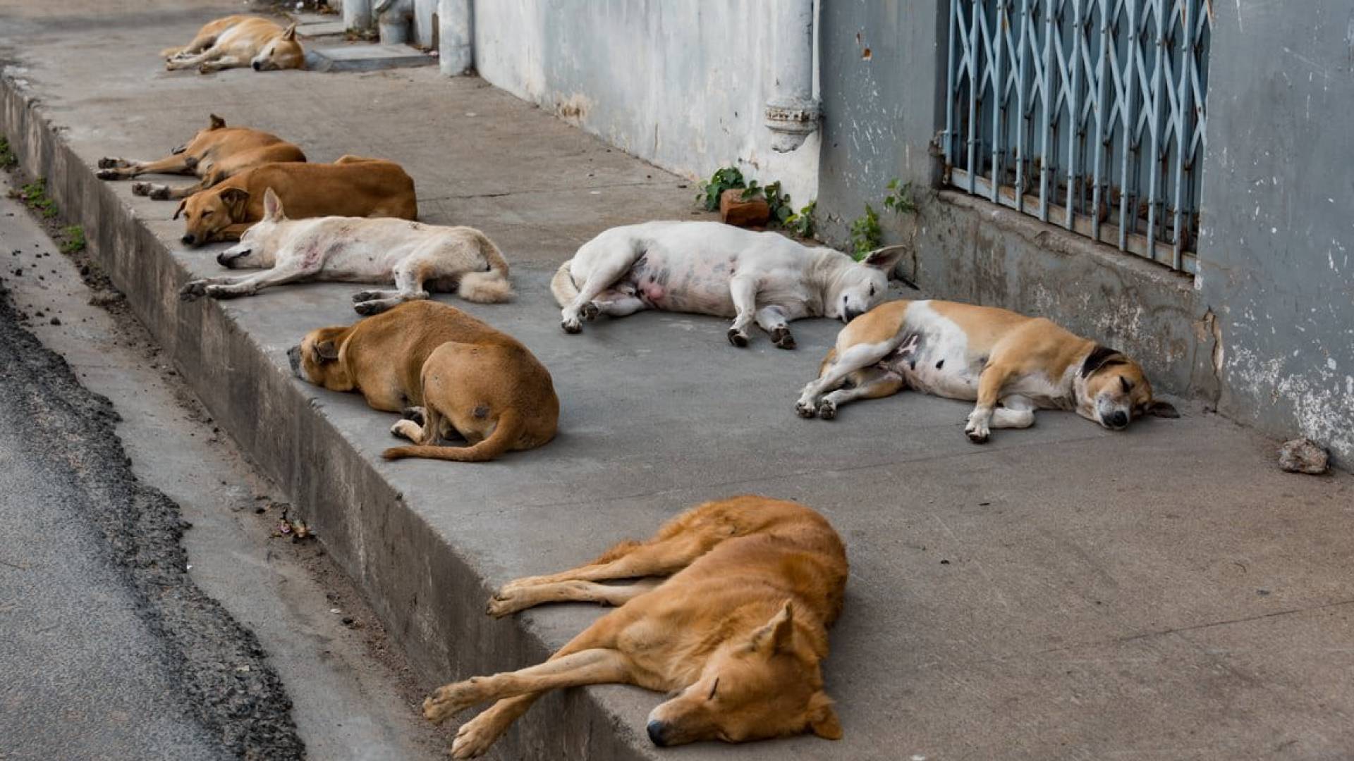 ارشيفية.. كلاب ضالة