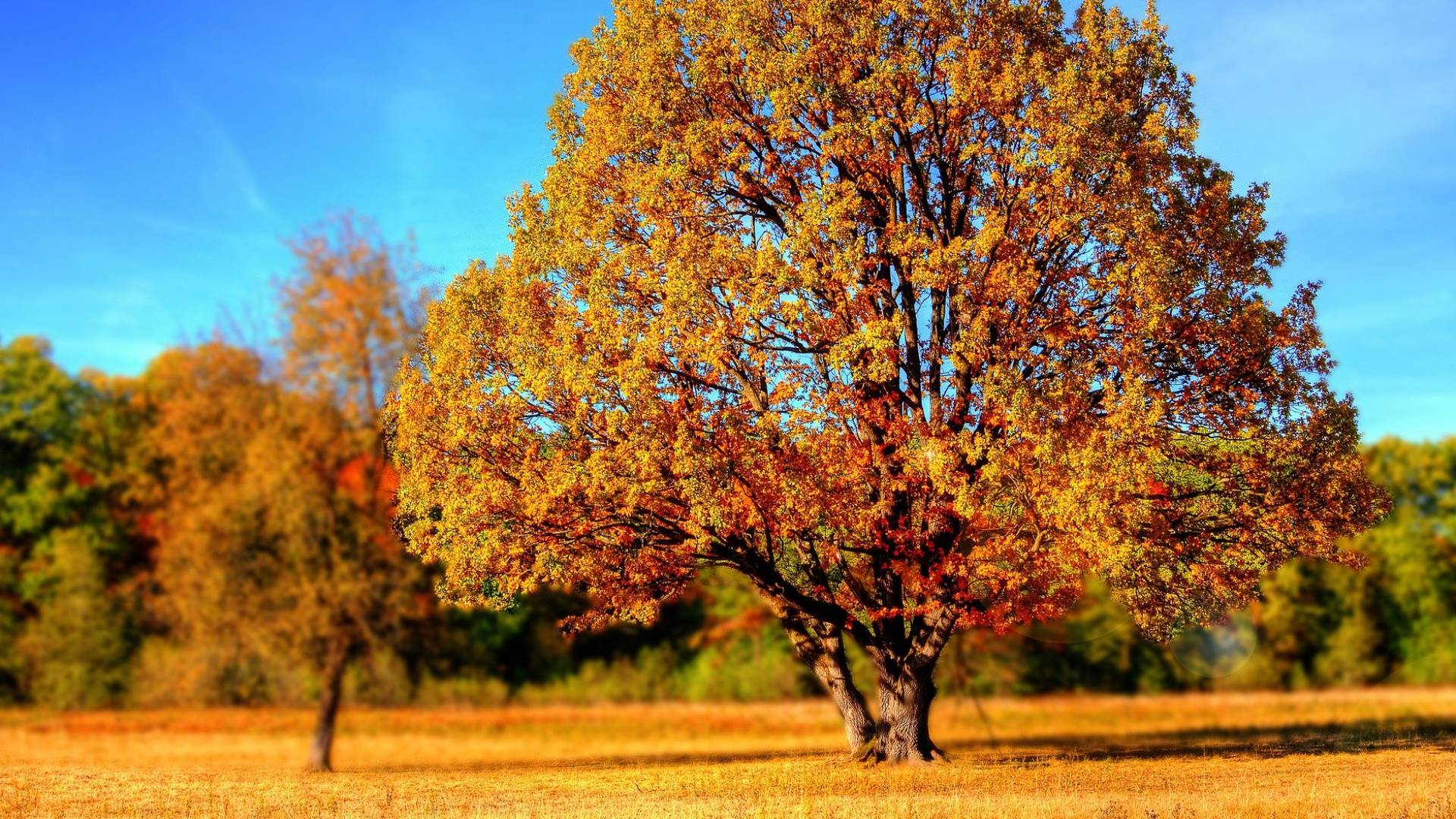 أجواء خريفية " تعبيرية"