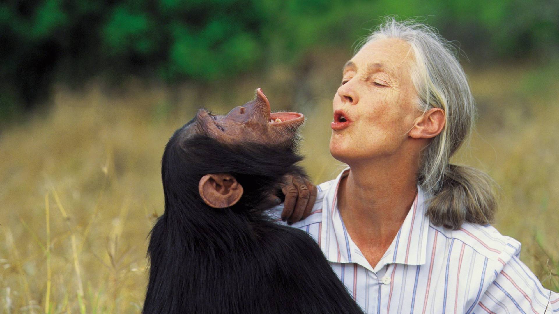 سفيرة الأمم المتحدة للسلام جين غودال