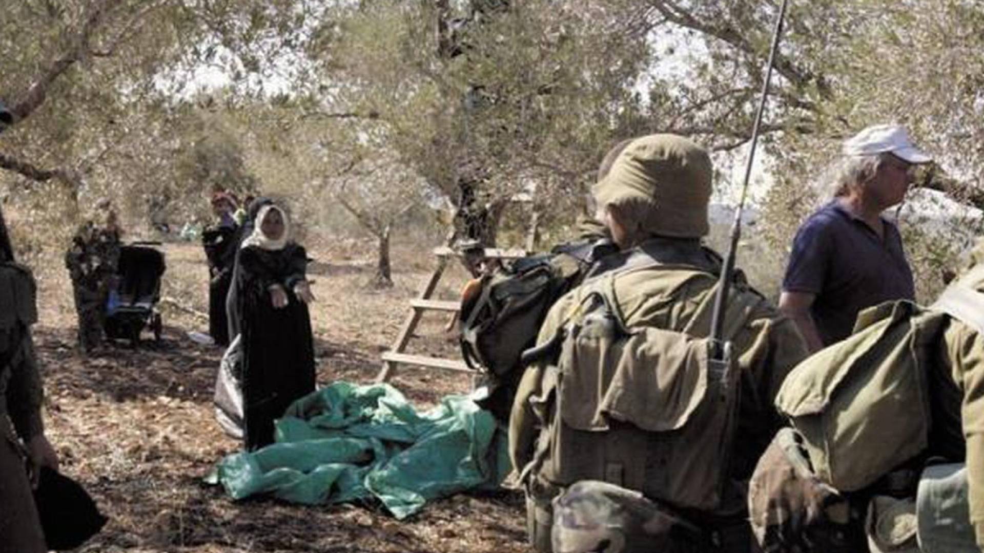 مستوطنون يهاجمون مزارع زيتون "أرشيفية"