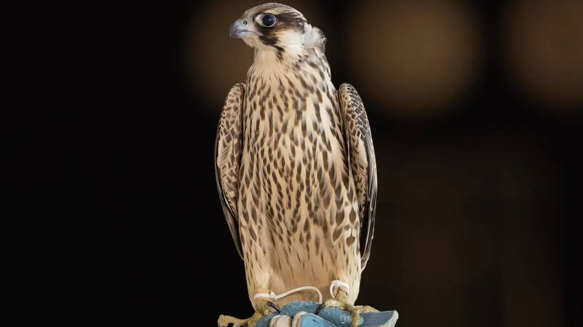 احدى مزادات الصقور.. ارشيفية