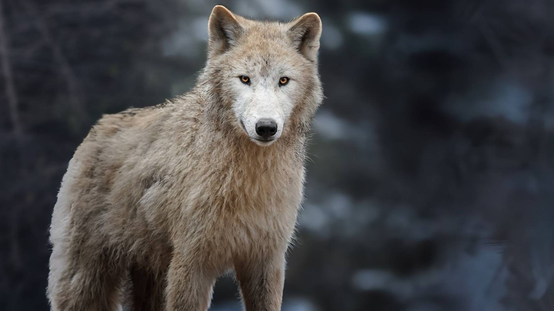 صورة تعبيرية لكلب مستذئب