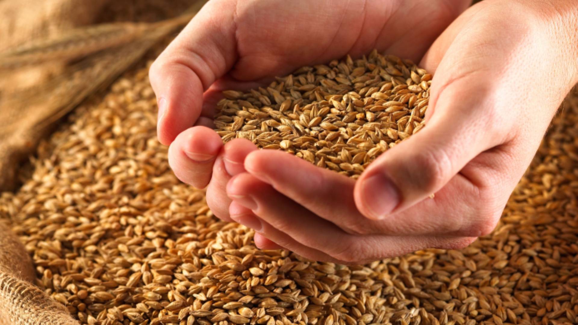 "الصناعة والتجارة" تخفض سعر طن القمح "الطحين" لشهر تشرين الأول 2025 ..تفاصيل