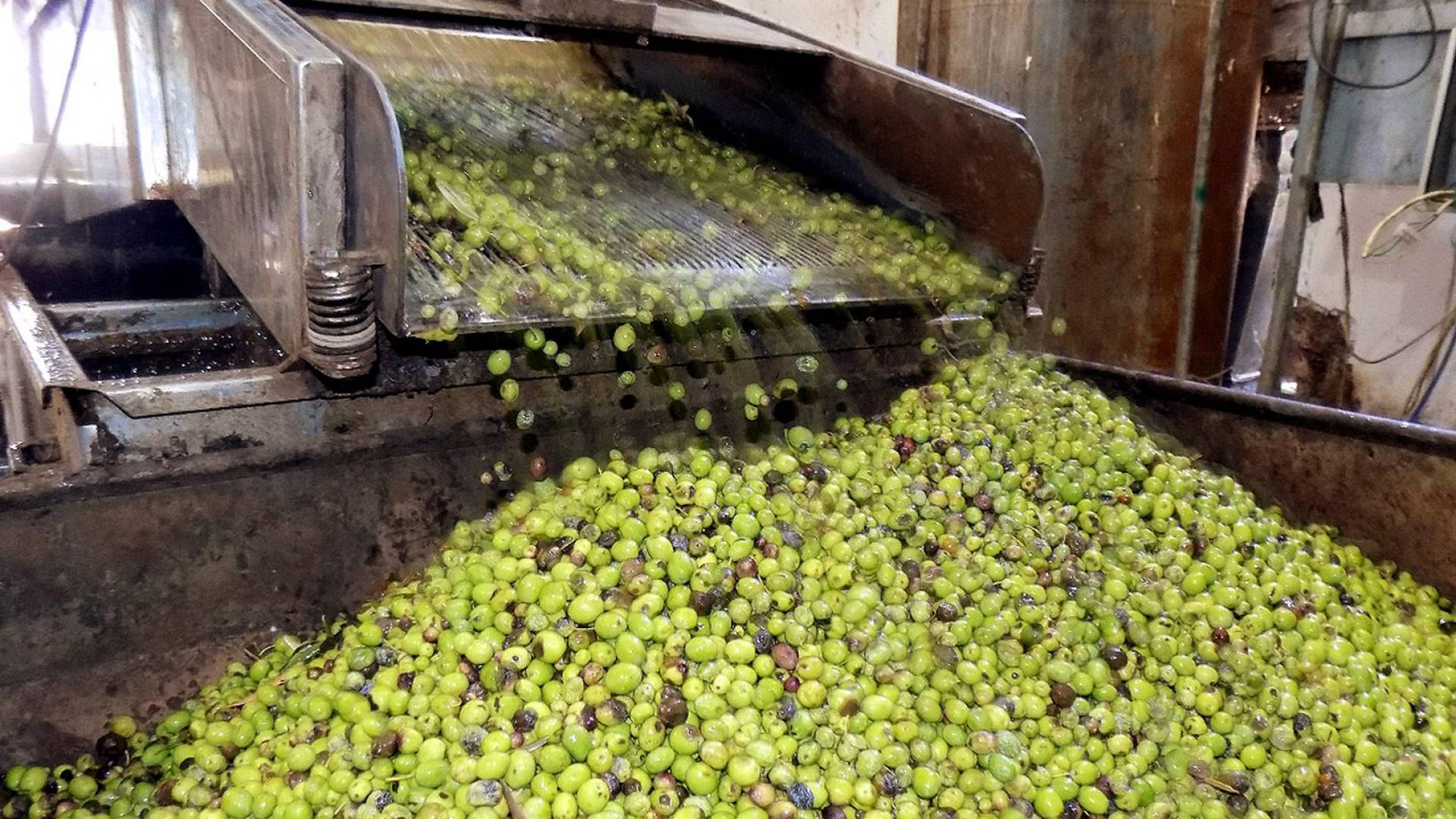 عصر الزيتون - أرشيفية