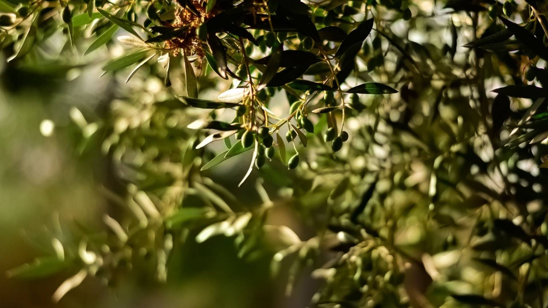 شجر زيتون-أرشيفية