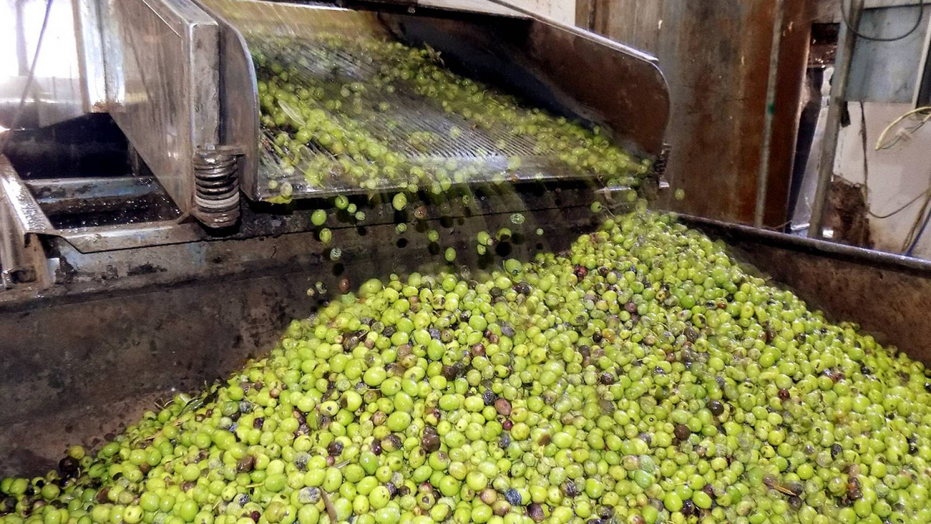 مهم من "الزراعة" للأردنيين: إطلاق حملة وطنية لشراء زيت الزيتون من مصادر موثوقة