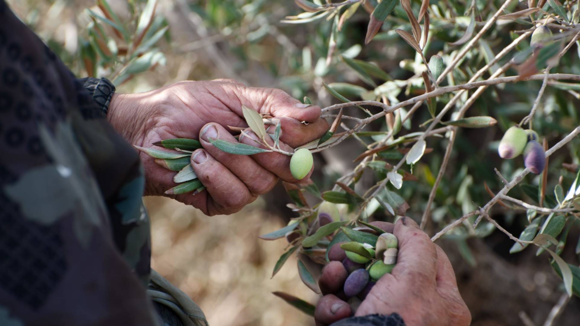 قطاف الزيتون