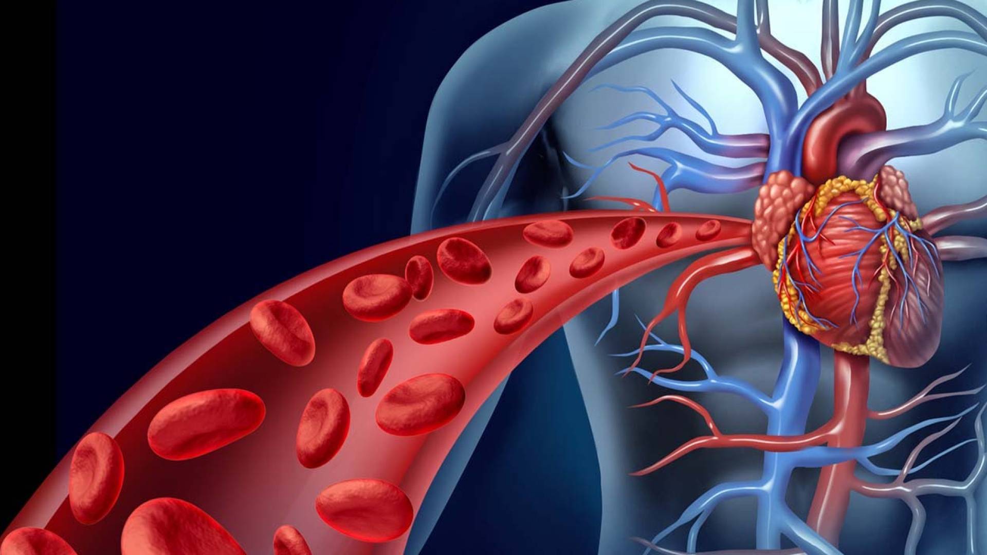 الشرايين والقلب
