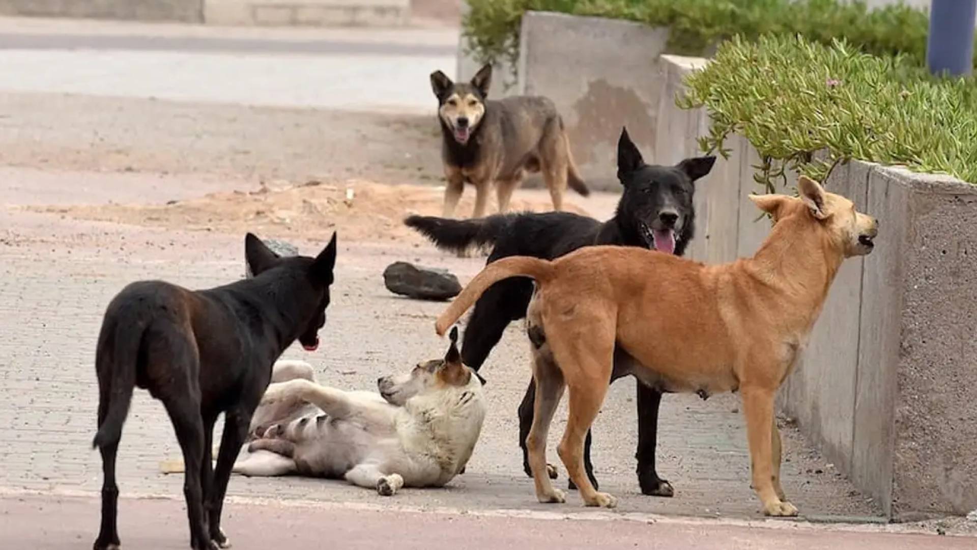 الكلاب الضالة